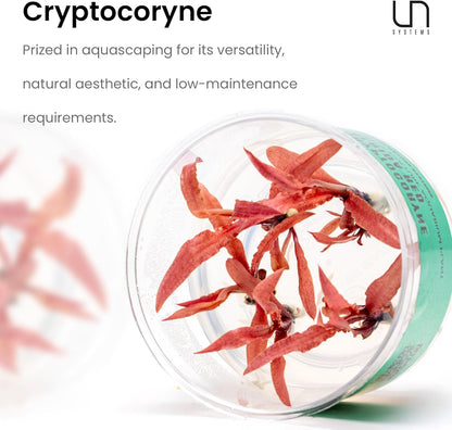 Ultum Nature Systems Cryptocoryne Undulatus Tissue Culture Live Plant for Aquarium, Aquascape, Freshwater Fish Tanks - 100% Snail Free in Vitro