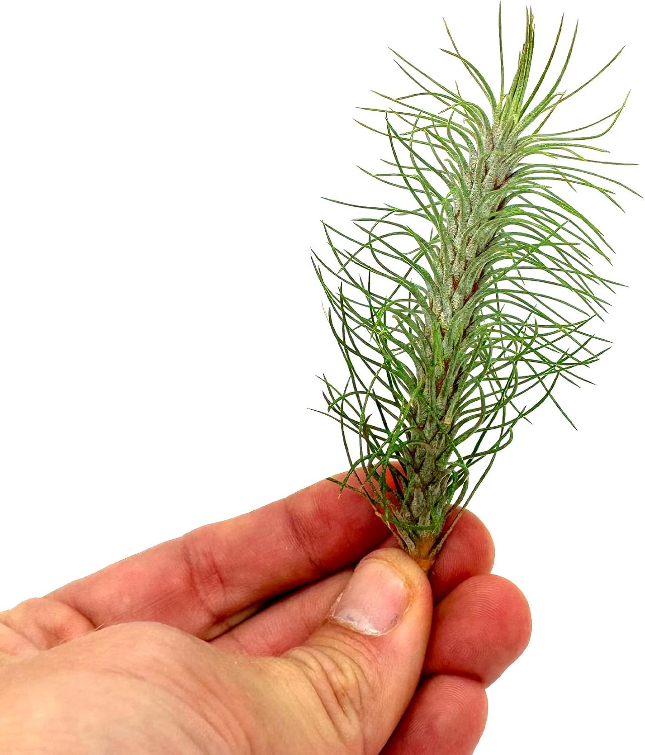 ragnaroc Air Plants - Colombian Tillandsia Funckiana, Large 5" - 5ct - Live Arrival Guaranteed - House Plants for Home Decor & Gift