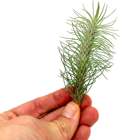 ragnaroc Air Plants - Colombian Tillandsia Funckiana, Large 5" - 5ct - Live Arrival Guaranteed - House Plants for Home Decor & Gift