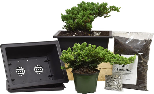 Flora's Market Bonsai Kit - Full kit Nana Juniper Bonsai with Fertilizer and Soil (Nana Juniper)
