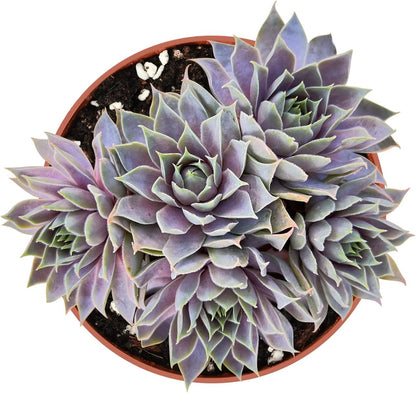 4-inch Succulent Sempervivum 'Grey Lady', Live Succulents Plants Fully Rooted in Pots with Soil, Easy-Care House Plants for DIY, Home Office Decoration