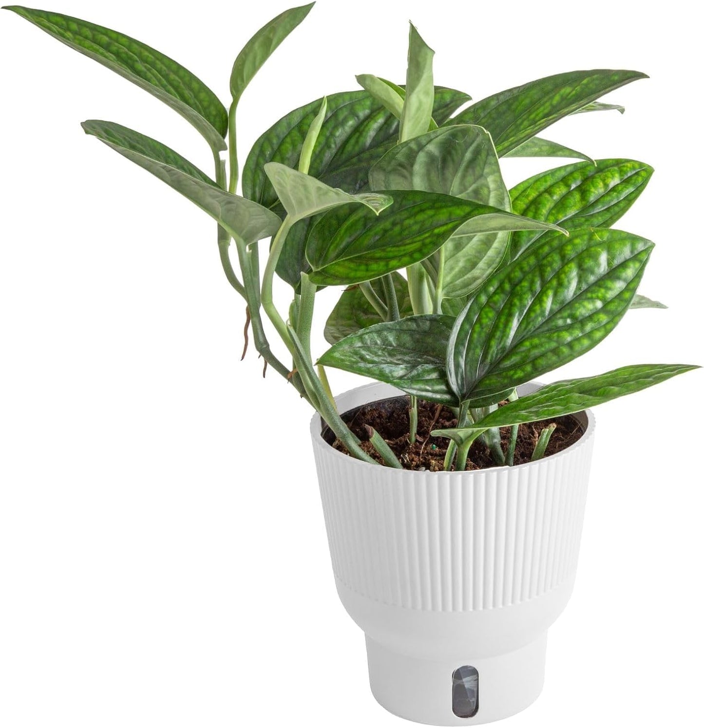 Costa Farms Green Galaxy Monstera, Rare Unique Live Indoor Plant in 6-Inch Self-Watering Houseplant Pot, Potting Soil, Trending Tropicals Collection, Room and Home Decor