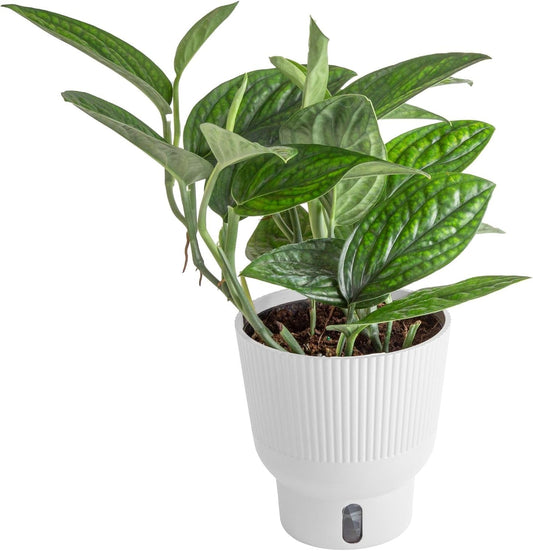 Costa Farms Green Galaxy Monstera, Rare Unique Live Indoor Plant in 6-Inch Self-Watering Houseplant Pot, Potting Soil, Trending Tropicals Collection, Room and Home Decor