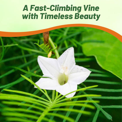 Outsidepride White Cypress Vine Seeds - 100 Pcs Annual Flower Seeds with Nectar-Rich, Star-Shaped Flowers & Feathery, Fern-Like Leaves for Fences, Trellises, Pergolas & Vertical Gardens