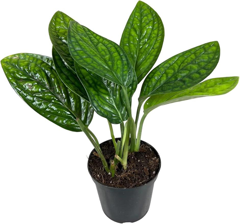 Monstera Karstenianum Potting Mix - Retains Moisture and Enhances Root Development - 5 Quart