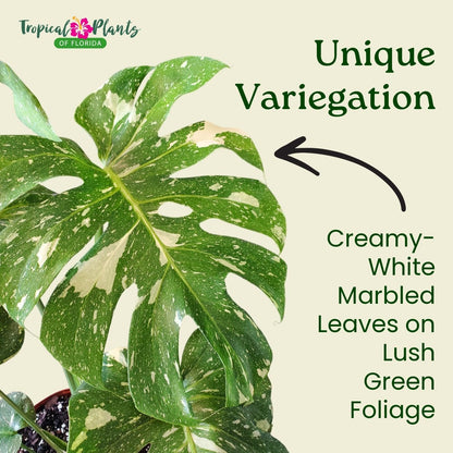 Tropical Plants of Florida Thai Constellation Monstera – Large 3 Gallon Live Plant, 24-28” Tall Including Pot, Rare Tropical Indoor Plant for Home Décor, Variegated Leaves, Shipped Fresh from Farm