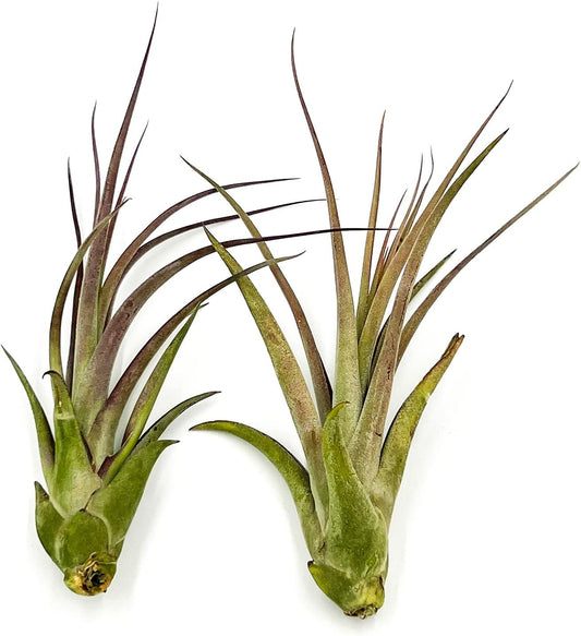 ragnaroc Live Air Plant – Tillandsia Capiput, Jumbo 6-9” - 2 ct - Live Arrival Guaranteed - House Plants for Home Decor & Gift