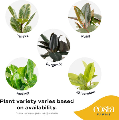 Costa Farms Ficus Live Plant | Beautiful Potted Houseplant in 10-Inch Decorative Plant Pot | 22-40 Inches Tall, Grower's Choice Variety | Potting Soil | Garden or Birthday Gift | Room and Home Decor
