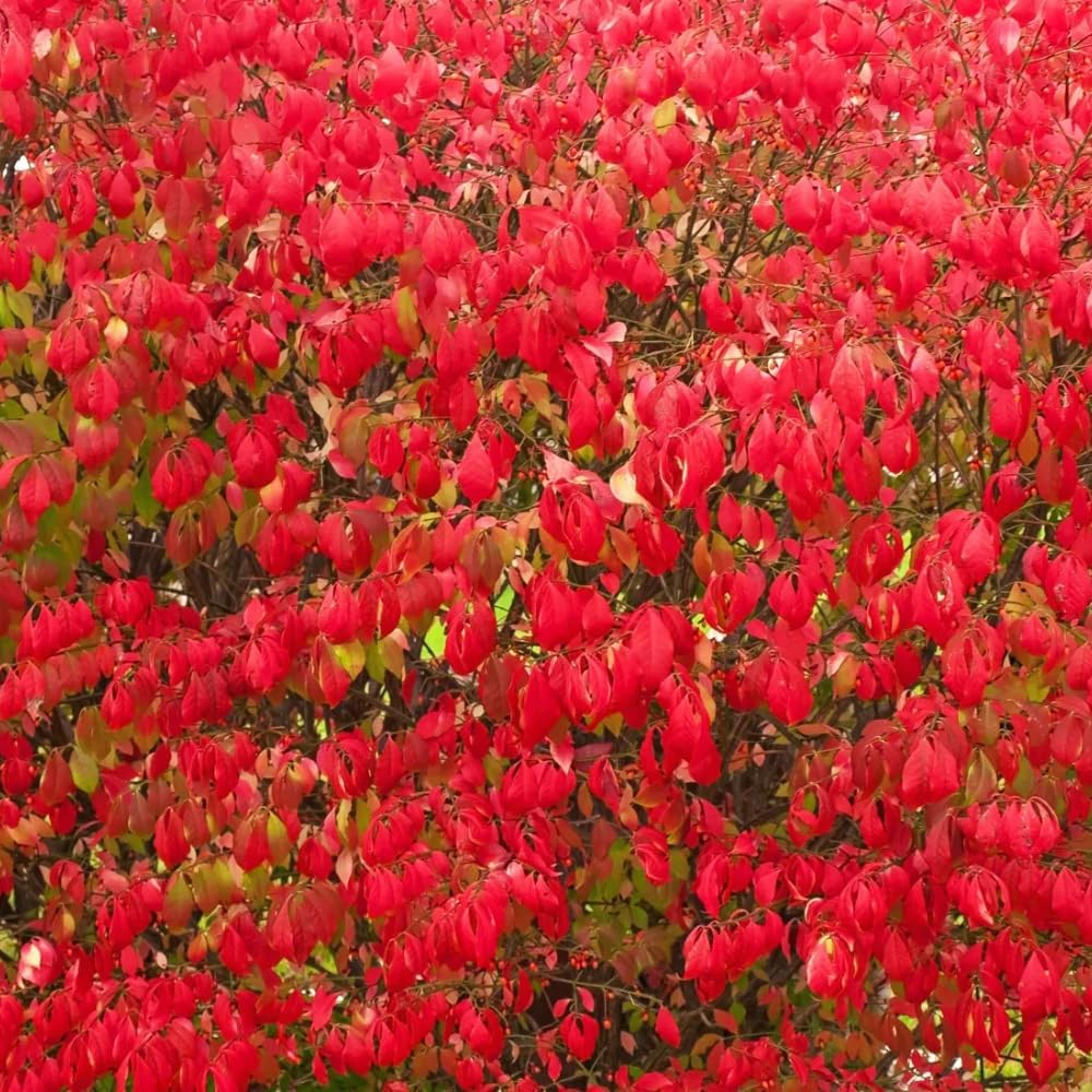 Burning Bush Shrub, Dwarf Burning Bush Live Plant in 4 Inch Pot, Red Shrub No Shipping to N.Y. CA, or MA, ME, VT, NH, NY