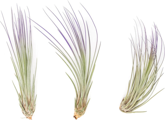 Purple Colorful Tillandsia Air Plants - Long Lasting Color Enhanced Live Tillandsia Succulent House Plants - Home and Garden Decor - Easy Care Indoor and Outdoor (Juncea, Pack of 3)