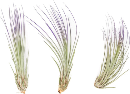 Purple Colorful Tillandsia Air Plants - Long Lasting Color Enhanced Live Tillandsia Succulent House Plants - Home and Garden Decor - Easy Care Indoor and Outdoor (Juncea, Single)