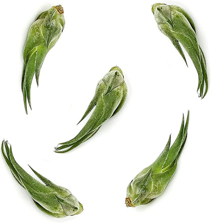 ragnaroc Air Plants - Tillandsia Seleriana, Large 4-6" - 5ct - Live Arrival Guaranteed - House Plants for Home Decor & Gift