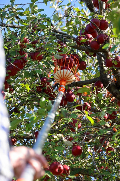 21ft Reaching Fruit Picker with Lightweight Rigid Pole – Patented Compact Foldable Design with Twist on Head – 2 in 1 Combo Pack – MESH Carrying Bag Included