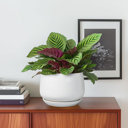 G EPGardening Ceramic Pots for Plants - 6 Inch Planter for Indoor Plants, Flower Pots with Drainage and Ceramic Tray, Modern Office Decor, Gifts for Plant Lovers, White