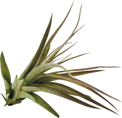 ragnaroc Air Plants - Tillandsia Brachycaulos Multiflora, Jumbo 5-7" - 5 ct - Live Arrival Guaranteed - House Plants for Home Decor & Gift