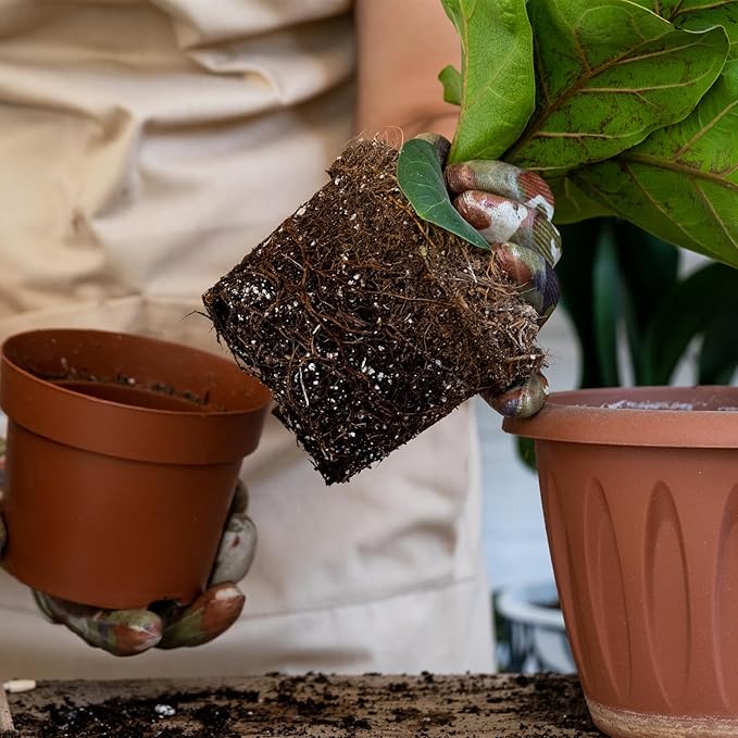 Organic Fiddle Leaf Fig Potting Mix 2qt, Indoor Plants Potting Mix for All Potted Ficus Lyrata Plant, Grow Healthy houseplants Indoors