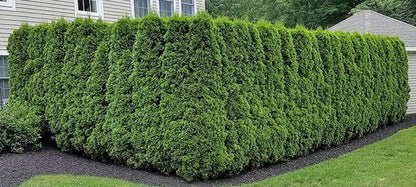 Ten Pack of Emerald Arborvitaes - Evergreen Privacy Hedge - 10 Live Plants Shipped 1 to 2 Feet Tall by DAS Farms (No California)