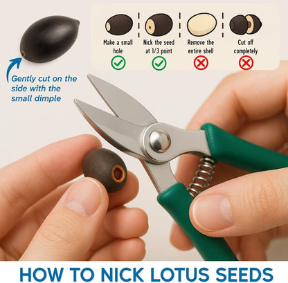 300pcs Lotus Seeds for Planting - 15 Unique Varieties Bonsai Bowl Lotus Seeds, Includes Detailed Planting Guide, Perfect for Ponds, Water Gardens & Gifts, High Germination, Easy to Grow