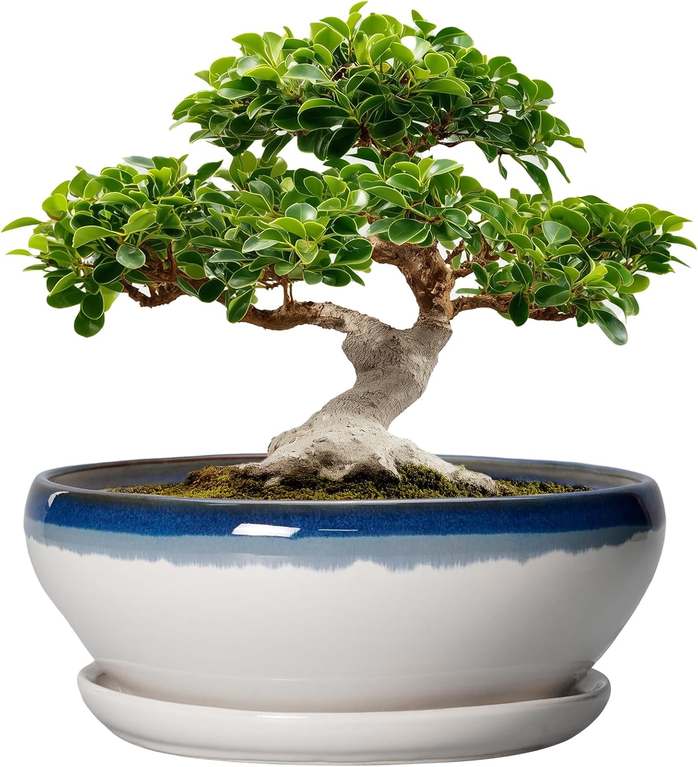 SQOWL Bonsai Tree Pots - 12 Inch Ceramic Succulent Planters, Large Bonsai Pot with Drainage Hole and Tray, Shallow Planter Indoor Outdoor, Bowl Round Planter, Home Decor, Plant Lover Gift, Blue-Beige