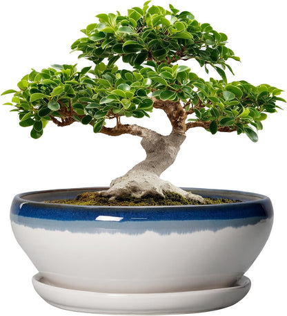 SQOWL Bonsai Tree Pots - 12 Inch Ceramic Succulent Planters, Large Bonsai Pot with Drainage Hole and Tray, Shallow Planter Indoor Outdoor, Bowl Round Planter, Home Decor, Plant Lover Gift, Blue-Beige