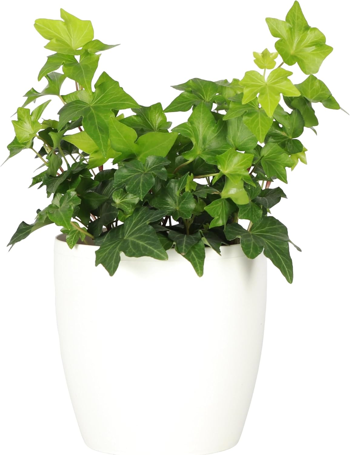 Thorsen's Greenhouse Live Green English Ivy Plant, Hedera Helix, Natural Air Purifier, Easy to Grow, Live Indoor Houseplant, 4" Diameter Pot (White)