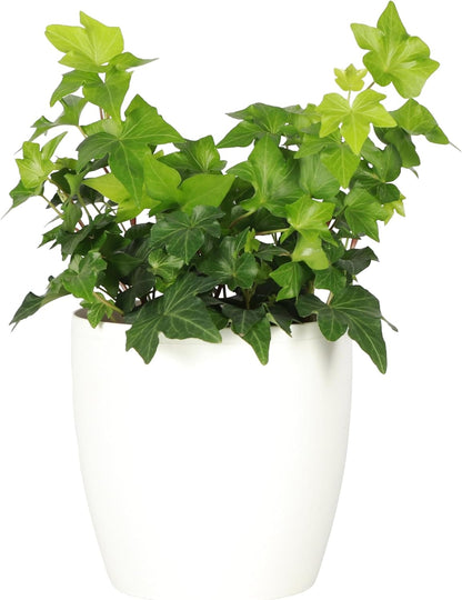 Thorsen's Greenhouse Live Green English Ivy Plant, Hedera Helix, Natural Air Purifier, Easy to Grow, Live Indoor Houseplant, 4" Diameter Pot (White)