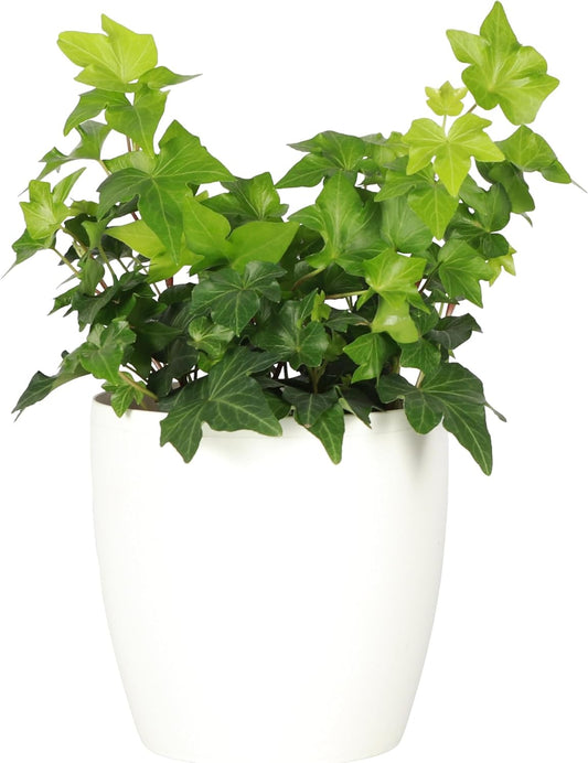 Thorsen's Greenhouse Live Green English Ivy Plant, Hedera Helix, Natural Air Purifier, Easy to Grow, Live Indoor Houseplant, 4" Diameter Pot (White)