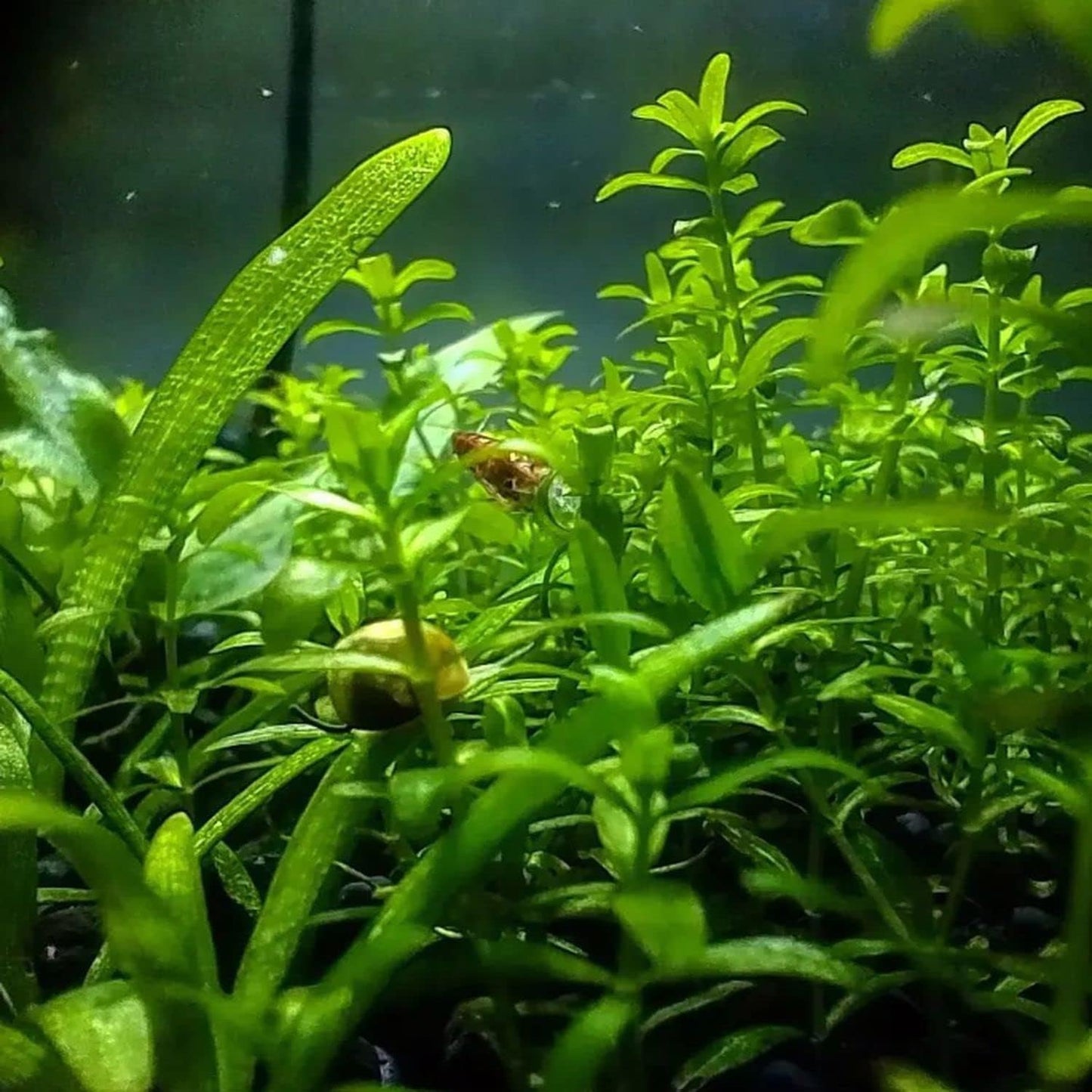 Greenpro | Pearl Weed Hemianthus Micranthemoides Potted US Farm Live Aquarium Plants Midground for Fish Tank Decoration