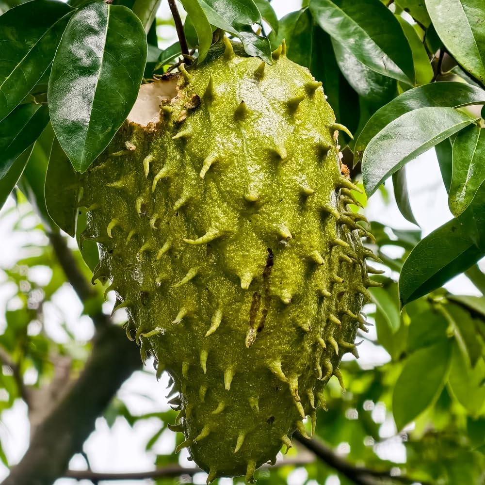 Soursop Tree, 3 Ft Tall Grafted Soursop Tree Live Plant in 3 Gallon Pot, Tropical Guanabana Trees, No Ship to CA