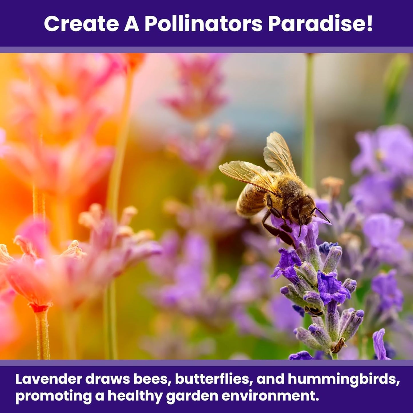 NatureZ Edge 3000 English Lavender Seeds for Planting Outdoors or Indoors, 90% Germination, to Give You The Lavender Plant You Need, Non-GMO, Heirloom Herb Seeds (2 Pack)