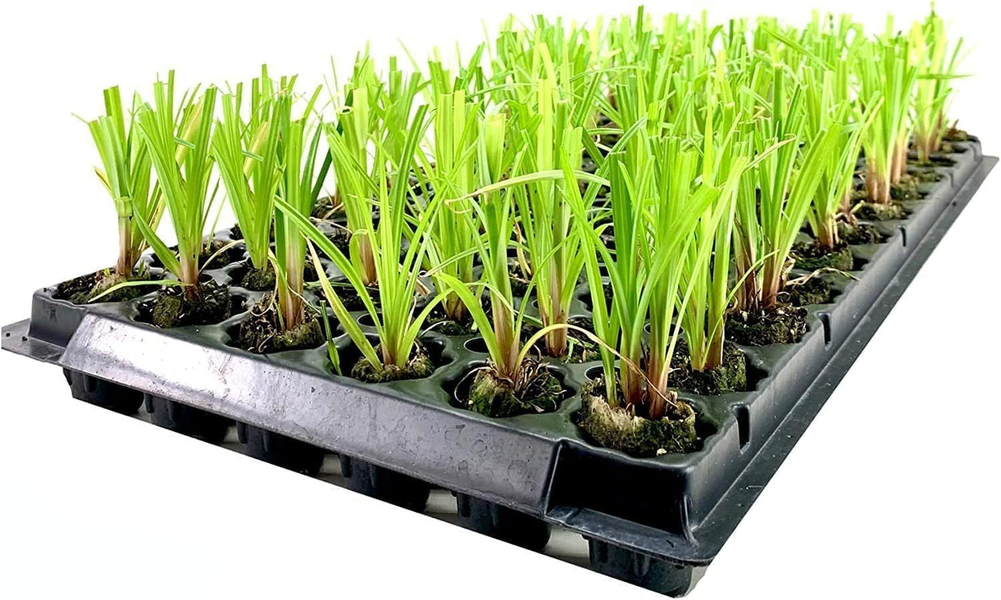Dwarf Papyrus Plant | 10 Live Plants | Cyperus Shade & Wet Tolerant Aquatic Foliage