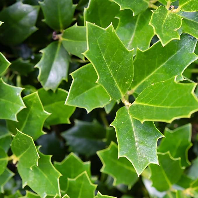 3 Gallon Southern Living Plant Collection Holly Oakland Shrub