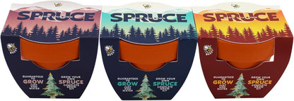 BUZZY Seeds Holiday Spruce Tree 12 Pack Mini Terracotta Grow Kits Includes All You Need to Sprout Evergreens, a Fun Stocking Stuffer, Party Favor or Corporate Gift