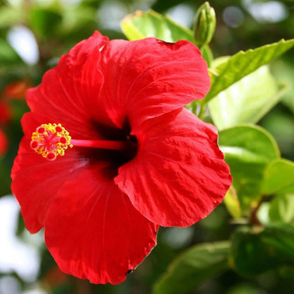 2 Red Hibiscus Live Plants, Clump 8-12” Tall, Hardy Hibiscus Plants Live, Hibiscus Trees Flowering Shrub