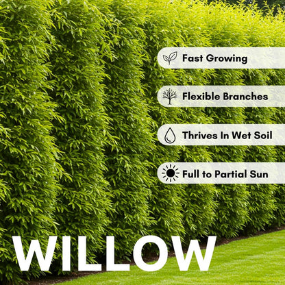 100 Hybrid Willow Trees - Fast Privacy Trees or Shade - Space 1-2 Feet Apart - Austree Willow Grow 6-10 Feet Per Year - Privacy Hedge