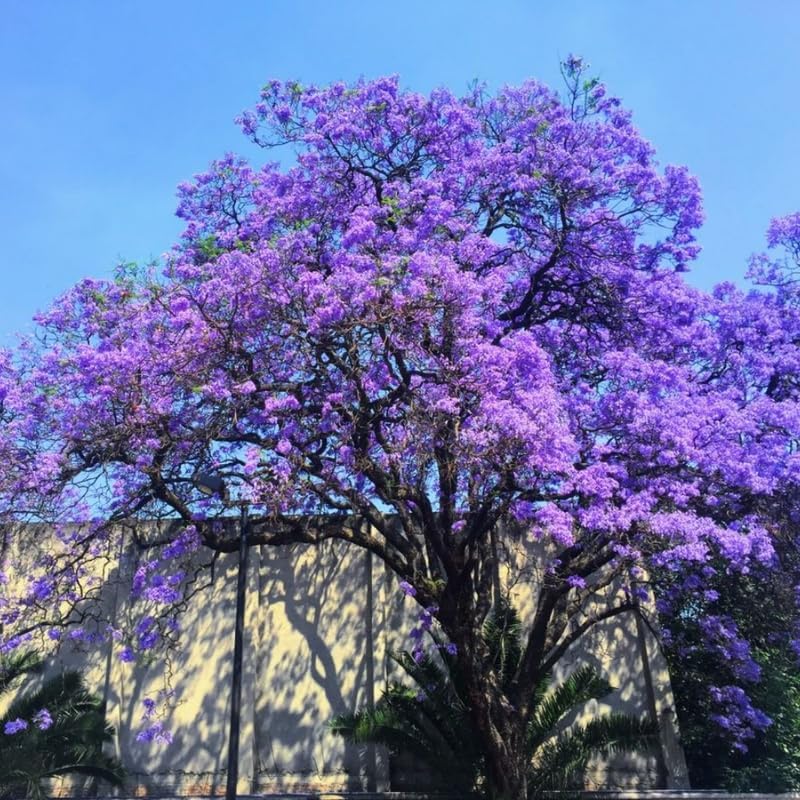 Jacaranda Tree Live Plant, 4 Inch Pot, 6-10 Inch Tall Purple Flowers, Perennial Jacaranda Tree Live Potted