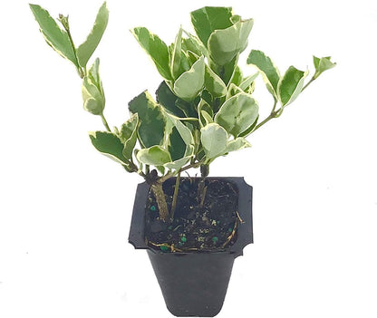 Ligustrum Japonicum Jack Frost Privet - 40 Live Plants - Variegated Evergreen Hedge
