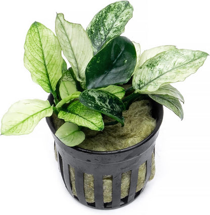 SubstrateSource Anubias Live Aquarium Plants - Potted Freshwater Plant for Fish Tanks, Terrariums - Beginner Friendly Low Light (Nana Pinto, 1 Pot)