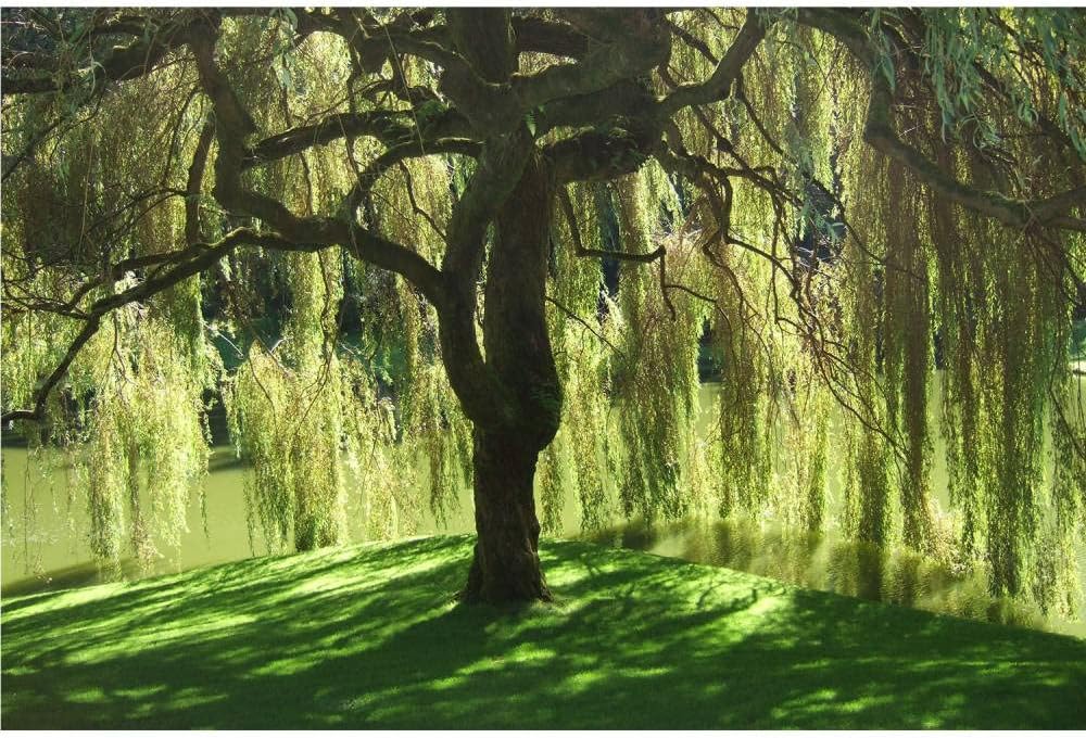 Weeping Willow - 1 Gallon Established Potted Plant - Salix babylonica, Fast Growing Tree, Shade Tree,