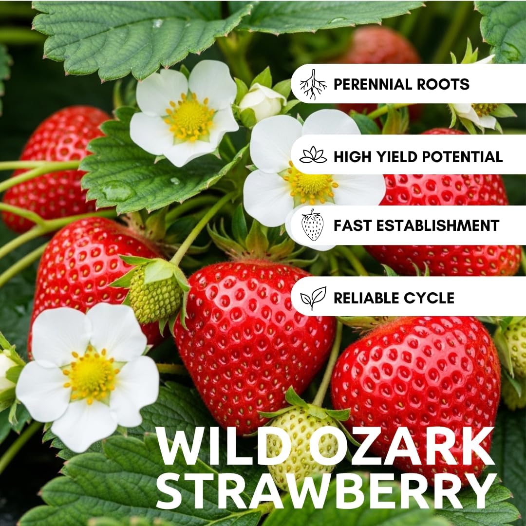 Ozark Beauty Strawberry Plants (5 Live Plants) – Everbearing Variety for Home Gardens – Grow Your Own Fresh, Sweet Strawberries – Perfect for Strawberry Shortcake