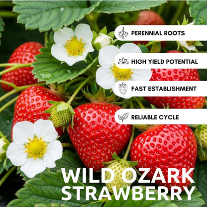 Ozark Beauty Strawberry Plants (5 Live Plants) – Everbearing Variety for Home Gardens – Grow Your Own Fresh, Sweet Strawberries – Perfect for Strawberry Shortcake