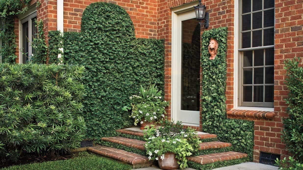 Creeping Fig Plant Ficus Pumila Climbing Vine - 60 Live Fully Rooted Plants