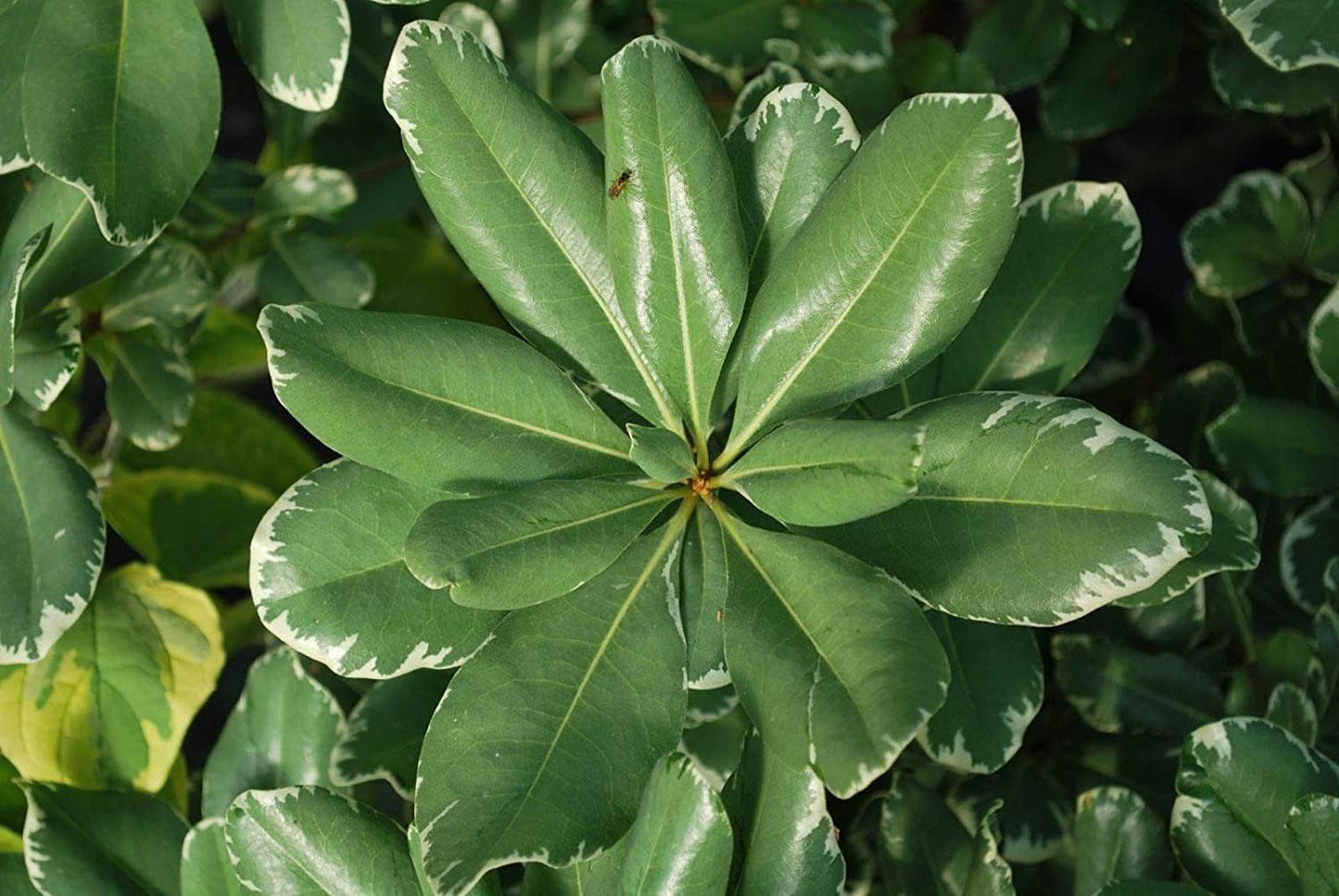 Variegated Pittosporum | 10 Live Plants | Pittosporum Tobria Variegatum | Evergreen Border Accent Hedge Shrub