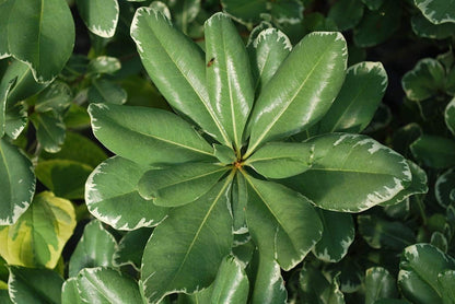 Variegated Pittosporum | 3 Live Plants | Pittosporum Tobria Variegatum | Evergreen Border Accent Hedge Shrub