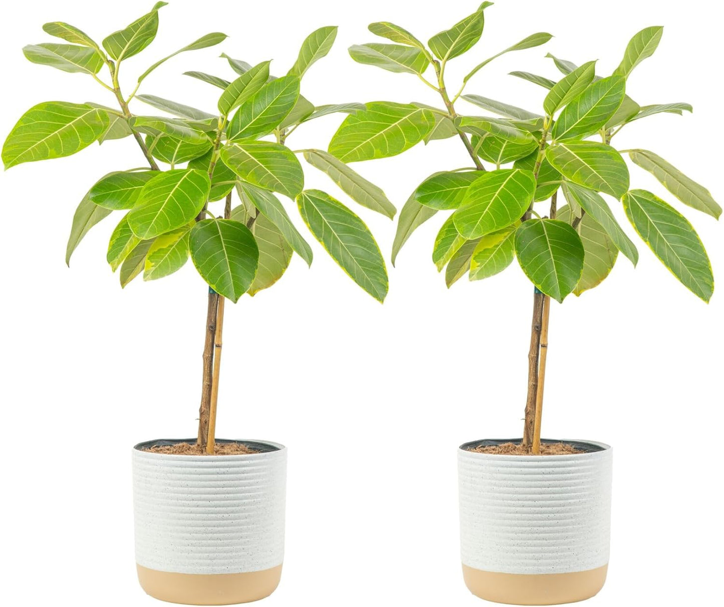Costa Farms Ficus Audrey Tree Live Plants in Decorative Pot, Large Indoor Houseplant, Perfect for Home, Room, or Office Decor, Great House Warming or Birthday Gift, 3-4 Feet Tall, Pack of 2