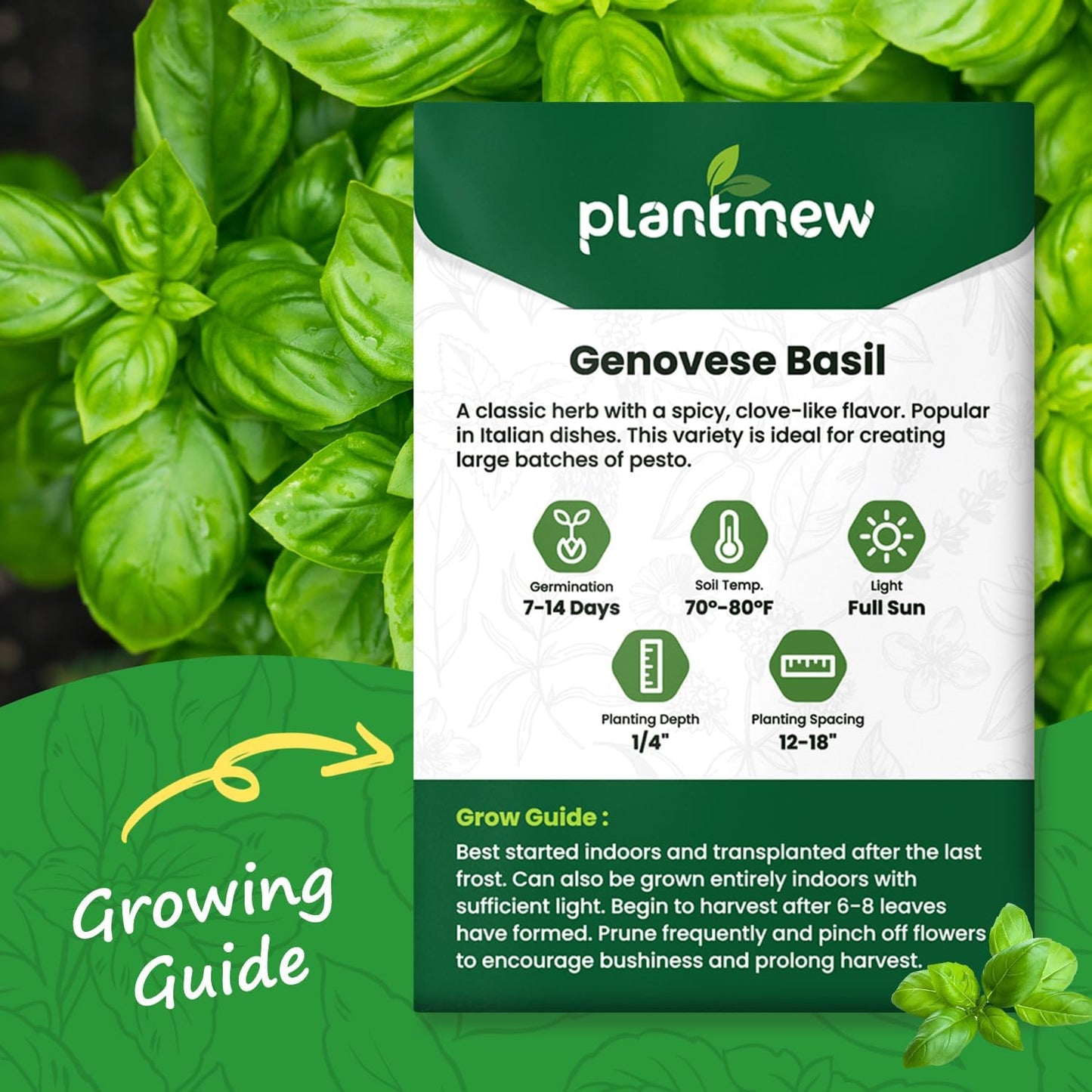 Genovese Basil Seeds for Planting - 500 Heirloom, Non-GMO Seeds - Sweet Basil Herb Seeds for Home Herb Garden, Indoor & Outdoor Herb Gardening