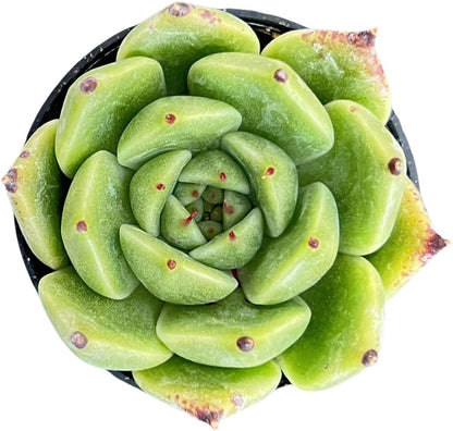 Sprout N Green Echeveria Agavoides Halloween, Rare Live Succulent Plant Fully Rooted in 2" Planter with Soil, Home Office Indoor Outdoor Wedding Decoration DIY Projects Party Favor