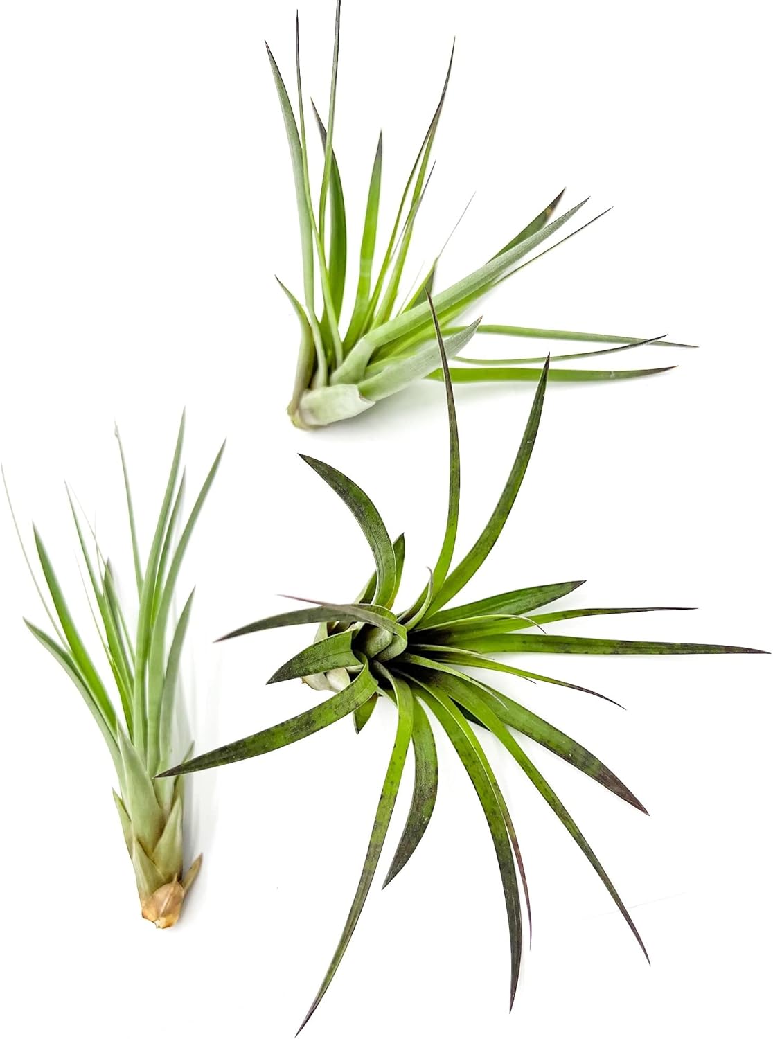 ragnaroc Air Plants - Tillandsia Fasciculata Tricolor, Large 4-6" - 3ct - Live Arrival Guaranteed - House Plants for Home Decor & Gift