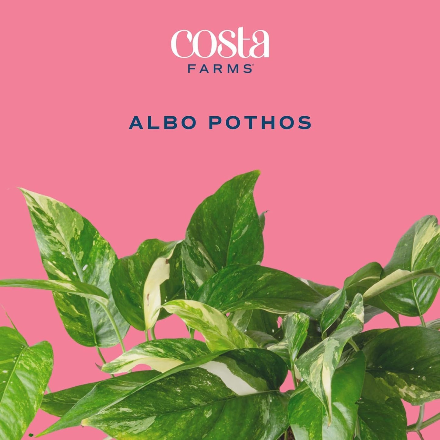 Costa Farms Albo Pothos Live Plant | Easy to Grow Trailing or Climbing Vine Houseplant | 1 Foot Tall | 6-Inch Self-Watering Indoor Plant Pot | Housewarming Gift | Room Decor
