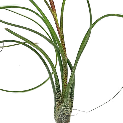 ragnaroc Live Air Plants - Tillandsia Butzii, Jumbo 7-9" - 3ct - Live Arrival Guaranteed - House Plants for Home Decor & Gift